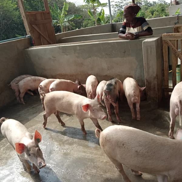 Livestock raised by Ebena Agro Limited in Nigeria