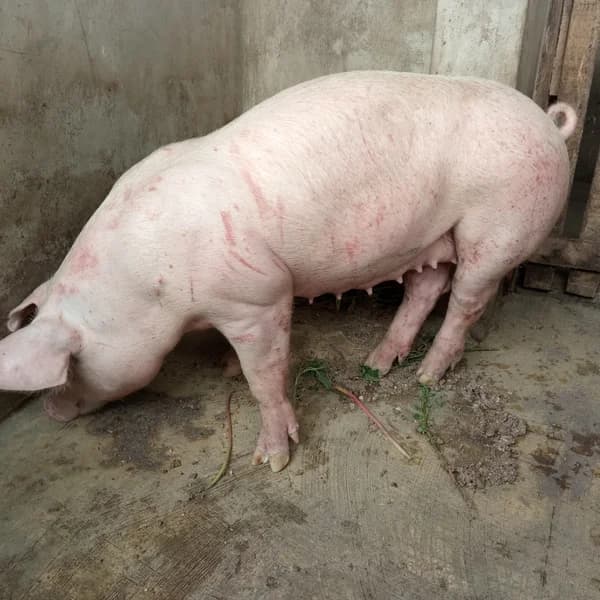 Ebena Agro livestock